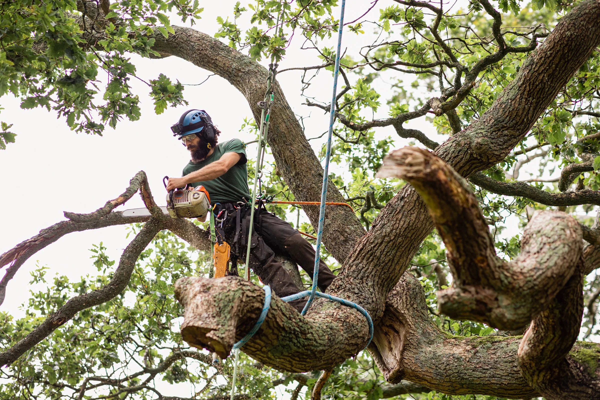 Arborist in a harness trimming tree branches with a chainsaw high in the canopy